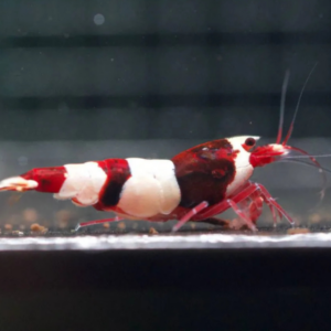 Kelvin Wong – Wine Red