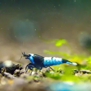 Black King Kong (blue shade)