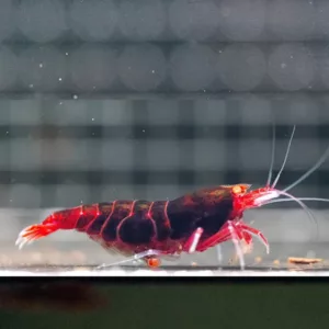 Orange Eye Red Devil