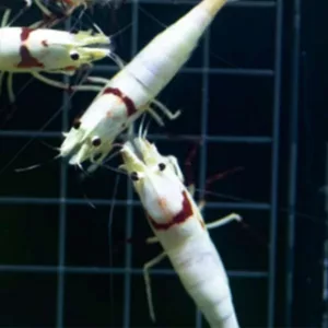 Pure Red Line 14K – Smiley pattern