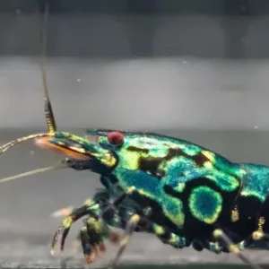 Kelvin Wong – BOA – TMJ Lineage