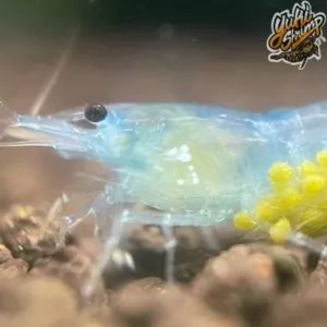 Blue Velvet (Light Jelly)