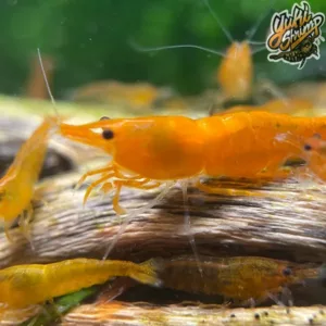 Zebra Galaxy Stardusts