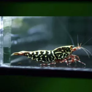 Kelvin Wong – Red Stardust